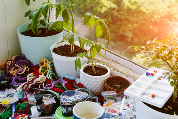 Some plant pots near the window. Morning or evening creative mess. Threads for knitting - 563268779
