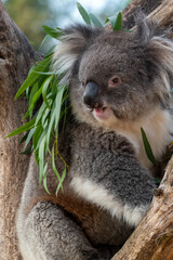 Koala sitting in a tree at in captivity at zoo
