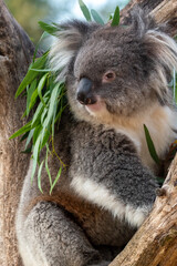Koala sitting in a tree at Longleat Safari Park in Wiltshire, UK. In captivity