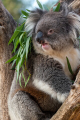 Koala sitting in a tree at Longleat Safari Park in Wiltshire, UK. In captivity