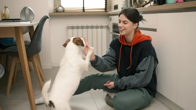 Jack Russell Terrier recieving treats from its owner's hands