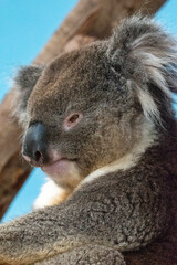 Close up of a koala's face. In captivity at Longleat Safari Park in Wiltshire, UK