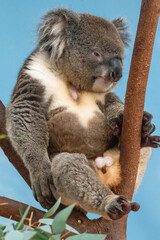 Close up of a male koala sitting in a tree branch. In captivity