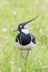 beautiful northern lapwing forages for food in green grass on the meadows