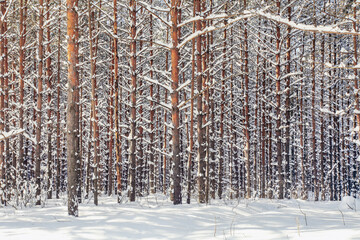 spruce forest covered with snow on sunny frosty winter day