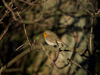 Robin Perched in a Bush