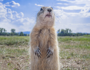 Gopher is standing vertical on its hind legs and looking at camera on a grassy lawn.