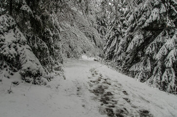 Zimowa droga w Gorcach 