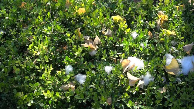 Evergreen Boxwood shrub (Buxus sinica) with snow and Ginkgo Biloba fallen leaves at winter. Jingshan Park, Beijing, China