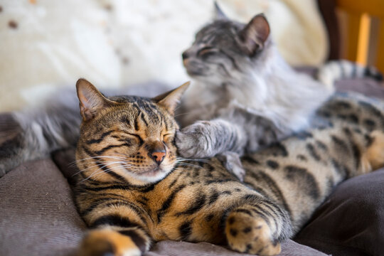 仲良しのベンガル猫とサバトラ猫_寝る