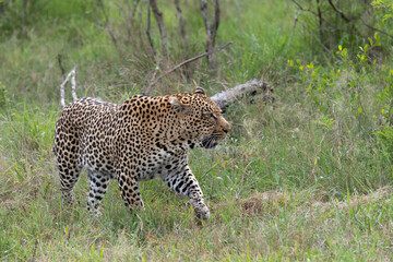 large male leopard stalking through the undergrowth