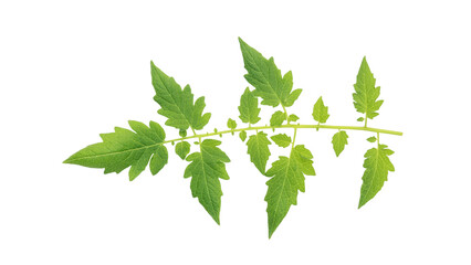 Green tomato leaf on a white background.