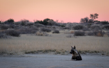 Obraz na płótnie Canvas Brown Hyena