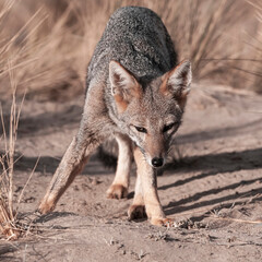 Pampas Grey fox in Pampas grass environment, La Pampa province, Patagonia, Argentina.