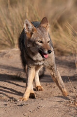 Pampas Grey fox in Pampas grass environment, La Pampa province, Patagonia, Argentina.