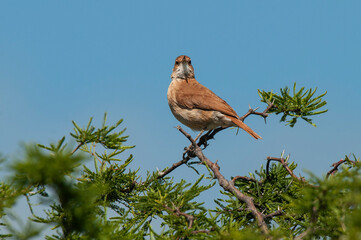 Rufous Hornero , Argentine national Bird, Iberà Marshes, Corrientes Province Argentina.