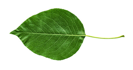 Obraz premium Green leaf of pear tree isolated on transparent. Nature