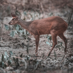  Gray Brocket,Mazama gouazoubira,Mato Grosso, Brazil