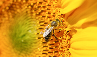 Macro shot of a bee covered with pollen on sunflower.