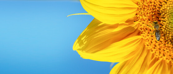 Macro shot of a bee on sunflower on clear blue sky background. Copy space