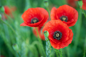 Wild red poppy flowers on natural green background. Selective focus