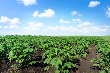 Fototapeta na wymiar Potato field on blue sky background. Vegetables cultivation