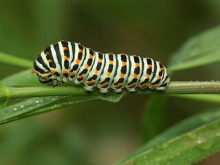Closeup on the colorful caterpillar of papilio machaon or the Old World swallowtail butterfly