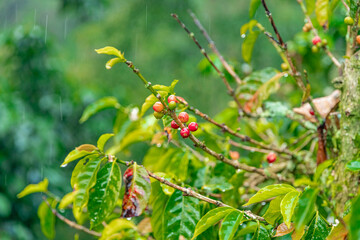 ripe coffee fruits on a branch in the rain forest in the rain