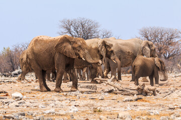 Fototapeta premium Elephant in natural habitat in Etosha National Park in Namibia.