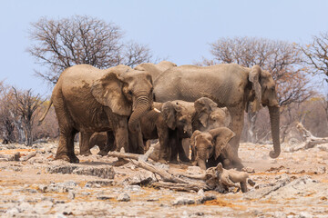 Elephant in natural habitat in Etosha National Park in Namibia.