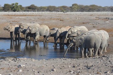 Elefantenherde (loxodonta africana) am Wasserloch Chudop im Etoscha Nationalpark in Namibia.  © anni94
