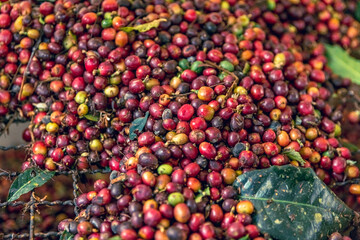 harvested ripe coffee fruits on a coffee farm
