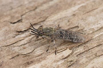Detailed closeup on a grey horsefly with colorful eyes, Haematopota italica, cleaning it's eyes