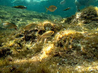 Fondale marino Isola Bella Taormina