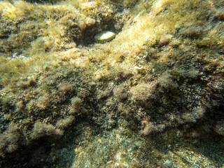 fondale marino Isola Bella Taormina