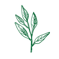 Fototapeta premium Salvia sketch vector illustration.Botanical organic leaves. Green Sage hand draw . Sage plant with leaves. Vintage sketch element for labels, packaging .Design elements for print. White background