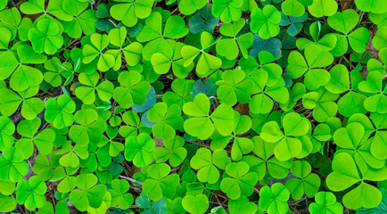 green clover texture closeup, forest nature background pattern of shamrock, trefoil green ground...