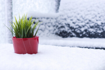 Red pot with green plant on the snow. Rattan furniture and glass balcony covered by snow in the background. 