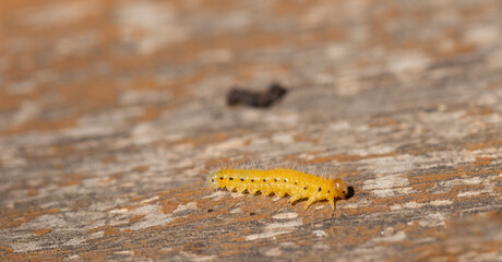 Cladius grandis. Tenthredinidae is the largest family of sawflies. Sawflies are the insects of the suborder Symphyta within the order Hymenoptera.
