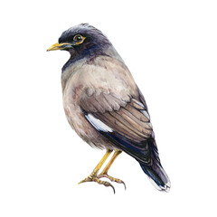 Common myna watercolor illustration. Hand drawn Asian mynah bird. Acridotheres tristis avian realistic image. Common mynah Asia native bird element.