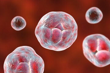 Naklejka premium Prototheca wickerhamii algae, 3D illustration. Causes infection in human protothecosis seen as skin nodules