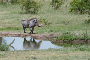 Fototapeta premium Warthog standing next to the water with its reflection