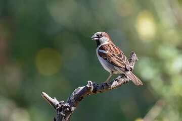 Fototapeta premium House sparrow Passer domesticus perched in the sunshine