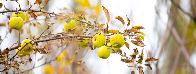 Harvest of apples on a plantation in the garden. Fruit trees with apples. Ripe fruits on the branches of a tree. Gardening in agriculture.