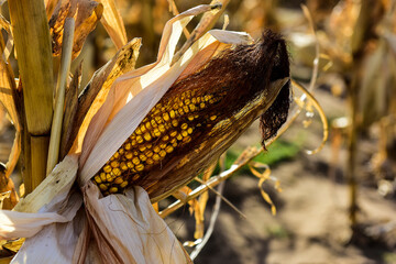 Corn cob growing on plant ready to harvest, Argentine Countryside, Buenos Aires Province, Argentina