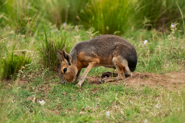 Patagonia Mara  in Pampas grassland environment, La Pampa Province, , Patagonia , Argentina