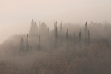 Fototapeta na wymiar paesaggio con nebbia e alberi in inverno