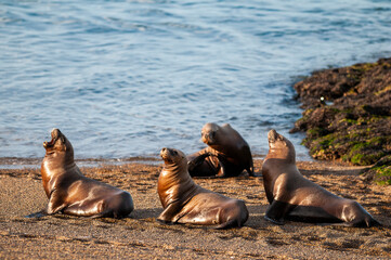 Fototapeta premium Sea Lions on beach, Peninsula Valdes, World Heritage Site, Patagonia, Argentina