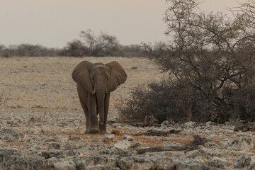 Elephant in natural habitat in Etosha National Park in Namibia.