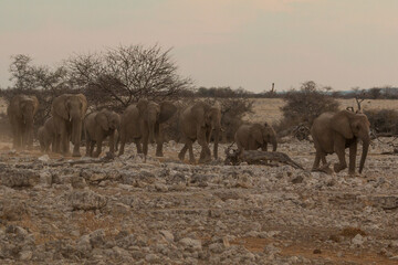 Fototapeta na wymiar Elephant in natural habitat in Etosha National Park in Namibia.